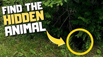 Find the Hidden Animal Hard Edition