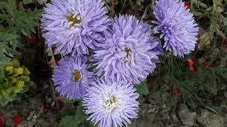 Baagaan flower in lawn at home @YouTube @FlowerTeeam 