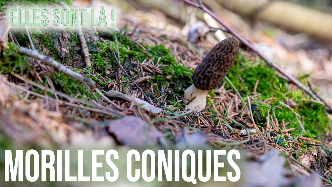 C'est parti pour une nouvelle saison de champignons. Les morilles coniques sont de retour !