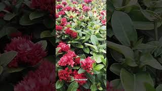 Bunga Asoka India Mini