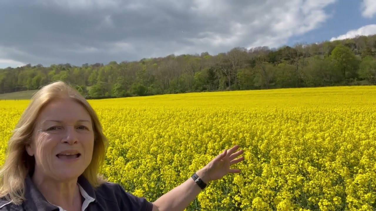 Oilseed Rape Harvest at Manor Farm