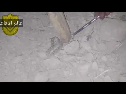 امسكت اخطر افعى في ايران رجاء لا تقتربو منها 