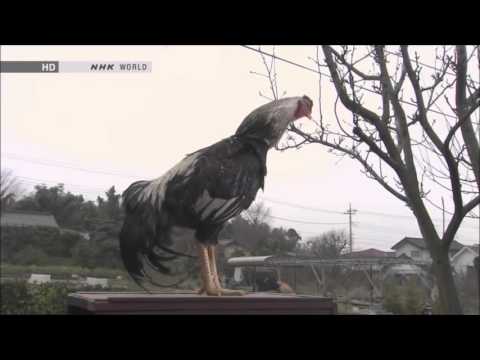 Japanese rooster has amazing voice!