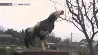 Japanese Rooster Has Amazing Voice