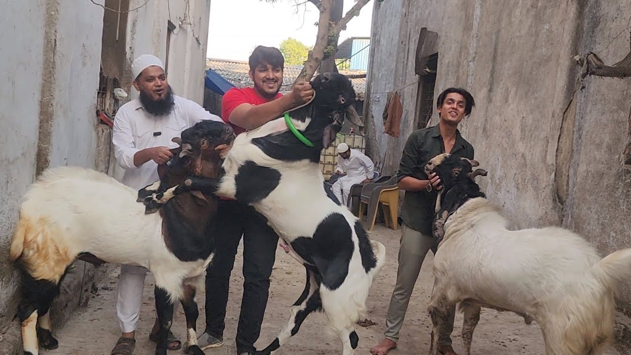 Rahil Bhai Sabse Bade Aur Takatwale Kota Bakro Ka Collection At Rahil Bhai Goats ...