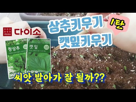 다이소 씨앗을 발아시켜 집에서 상추키우기, 깻잎키우기 (베란다텃밭)