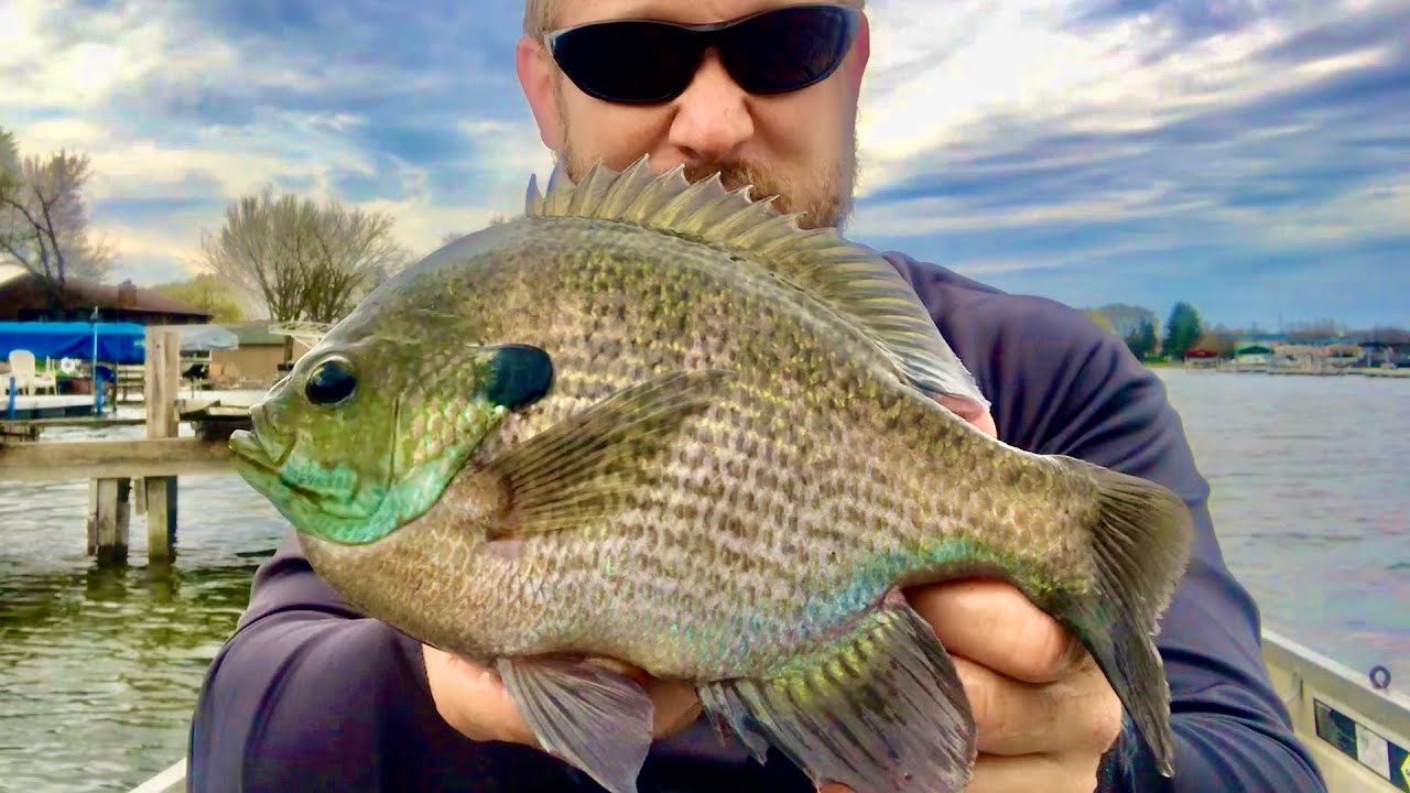 I caught a MONSTER BLUEGILL using Ultralight Fishing Gear! (NEW PB Bluegill  for 2020) 