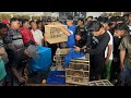 UPDATE STOK BURUNG TERBARU - MURAI - CIBLEK - GLATIK - PRENJAK - CENDET - SRDC - TRUCUK DLL