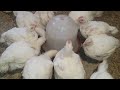 عمر 33 يوم الفراخ البيضة الطريقة الصحيحة لعلاج البرد والعطس والترجيع وأسباب البرد مع الجو الحر