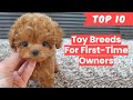 Toy Breeds for First Time Owner (Top 10)