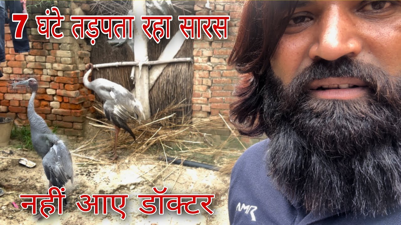 7 घंटे तड़पता रहा सारस आधी रात को आये डॉक्टर