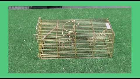 TrapMan Multi Catch Family Rat Trap