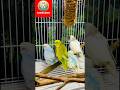 🐦 4 Lovebirds, 4 Personalities 😂💙 Which One Is Your Favorite? #trending #birdlove ,#naturelovers