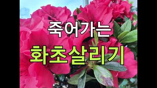 (화초 & 식물키우기) 신기하게도 죽어가는 화초와 식물이 살아나는 천연식물영양제 # How to make a natural plant nutrient