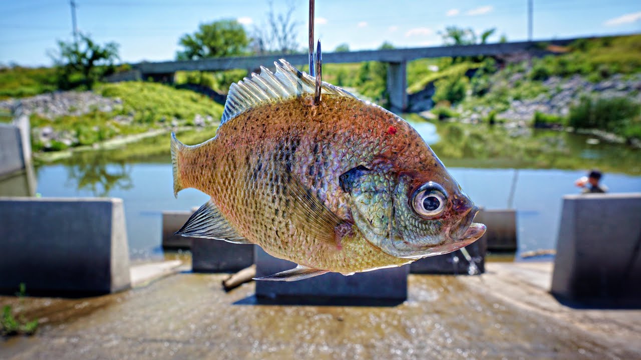 Floating LIVE BAIT In A GIANT SPILLWAY!!! (Bobber Fishing) YouTube