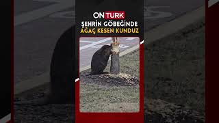 Download Lagu Baraj yapmak için odun toplayan kunduzun şehir merkezinde ağaçları kestiği anlar paylaşıldı. MP3