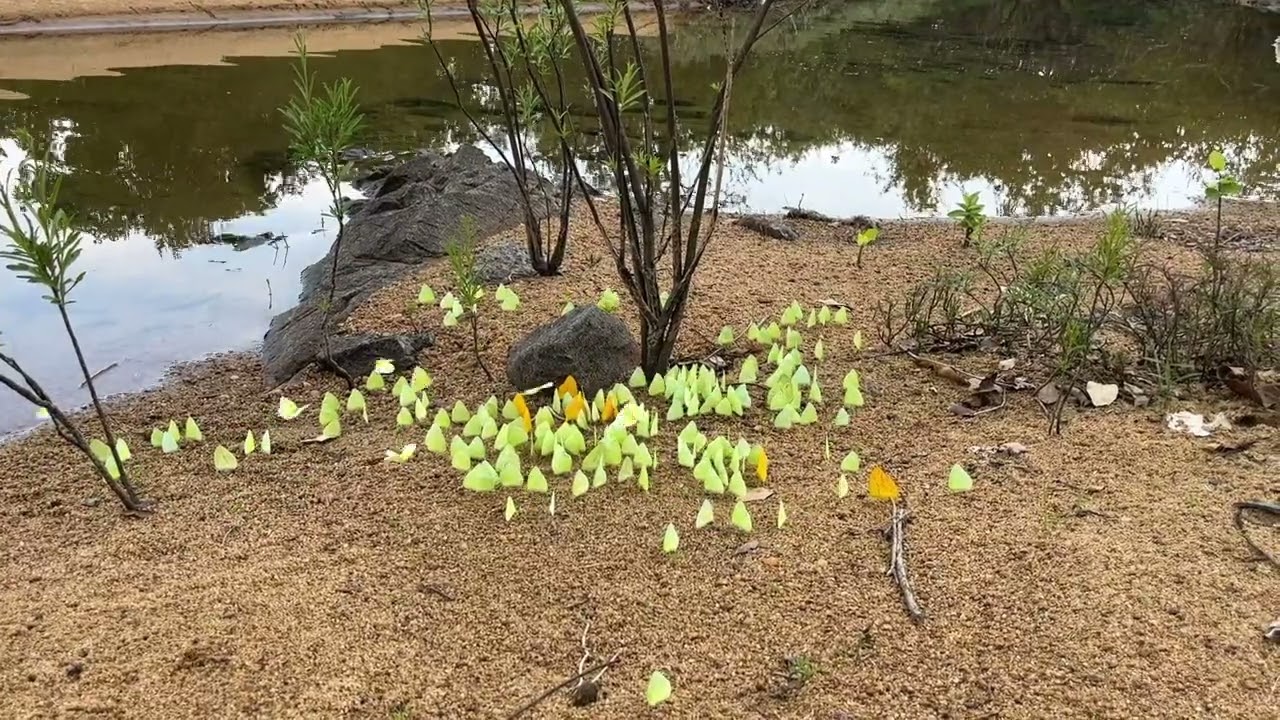 Chaos of Butterflies Xingu River on Kayapo land