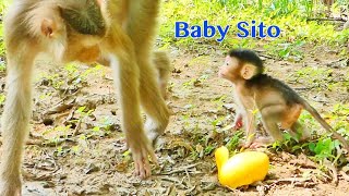 Come On Baby Sito ! So Adorable Baby Sito Walking Follow Mama Rosita