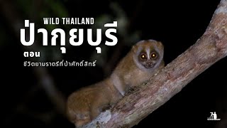 Wild Thailand | ป่ากุยบุรี | Ep.II ชีวิตยามราตรีที่ป่าศักดิ์สิทธิ์