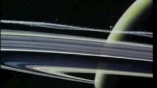 Mini Schnauzer - Blushing