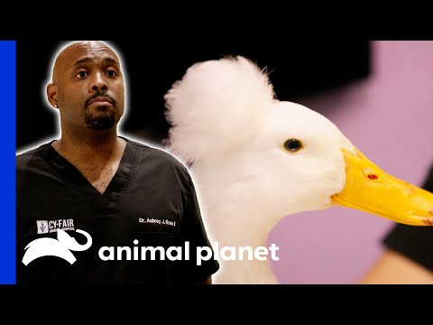 Dr. Ross Treats An Amazing Crested Pekin Duck | The Vet Life