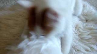 Turkish Van (Pippi) and her enemy by VanCat Quest/バン猫クエスト 746 views 14 years ago 53 seconds