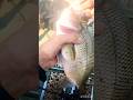 Catch Crazy BIG One Eyed Perch #perchfishing #crazyfishing #catchingfish #perchfishinguk #bigfish