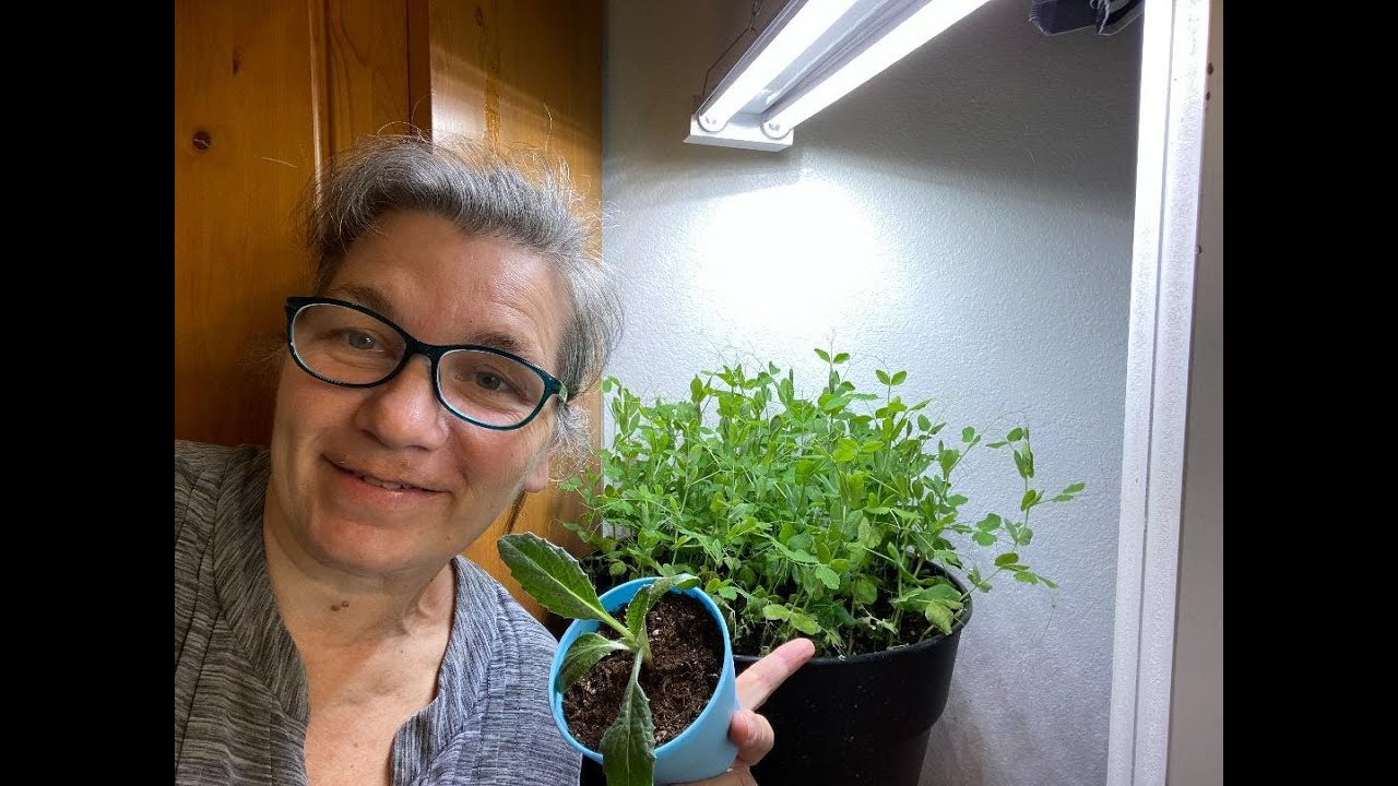 Indoor gardening vegetables winter Hydroponic Tower Garden Set up