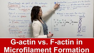 Microfilament Formation (G actin vs. F actin)