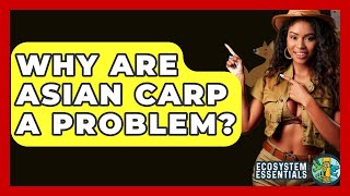 Why Are Asian Carp A Problem? - Ecosystem Essentials