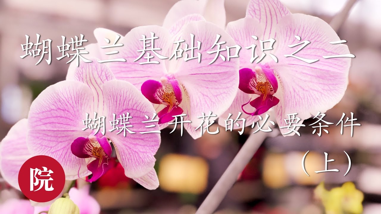 彬彬有院 花 041蝴蝶兰基础之三 蝴蝶兰开完花后的花后护理 Youtube