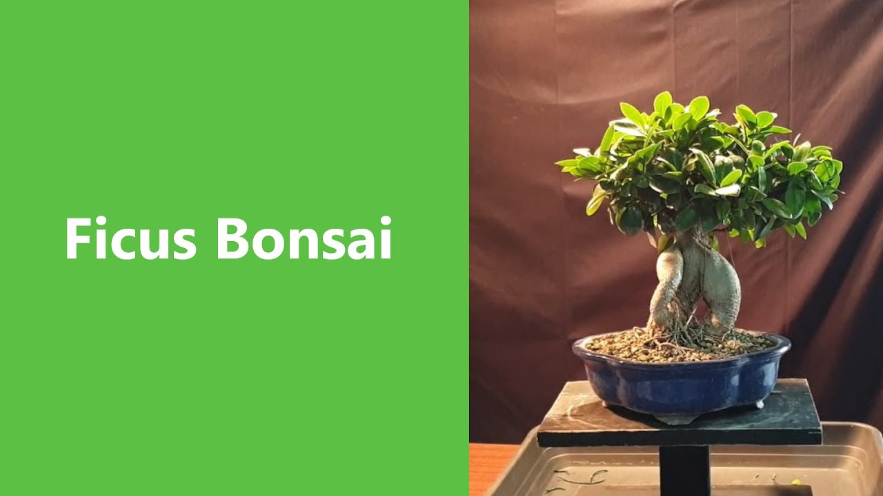 Potatura Ficus. Il bonsai più comune tra i neofiti. YouTube