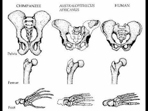 Bipedalism