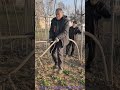How Traditional Mulberry Pitchforks Are Grown, Not Made!