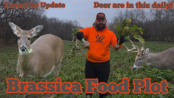 Buck Salad 6 way Brassica Foodplot | Nixa Hardware Food Plots 