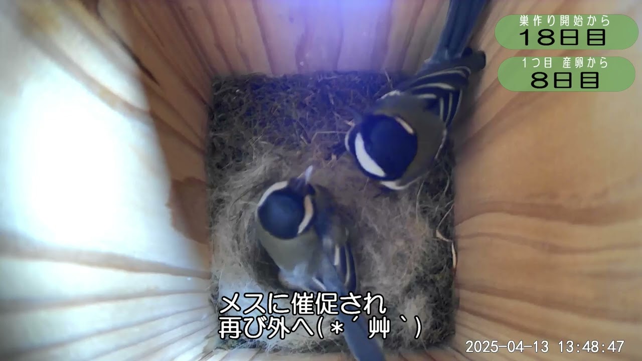 野鳥観察】2025 04 13-2 シジュウカラ巣箱 - YouTube