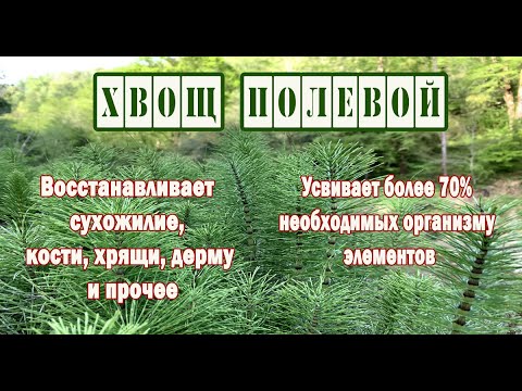 Полевой хвощ. Лечебные