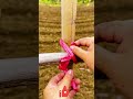 Gardening Hack! How to Perfectly Tie a Cross-Shaped Fence Frame! ✨🙌🪵