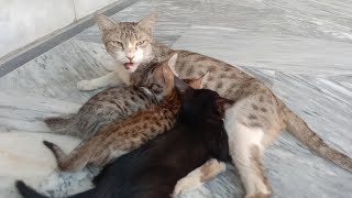 Mano Billi K Cute Bachy Kittens Drinking Milk Vlog By