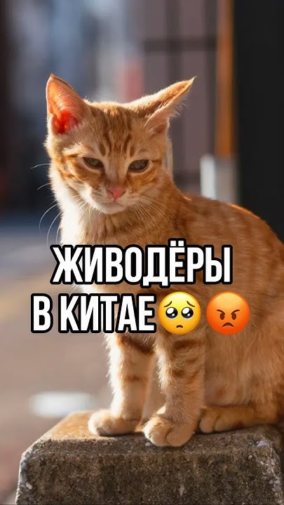 ЖИВ0ДЁРЫ В КИТАЕ крадут КОТОВ🥺 #китай #новости #кот #кошки #тикток # ...