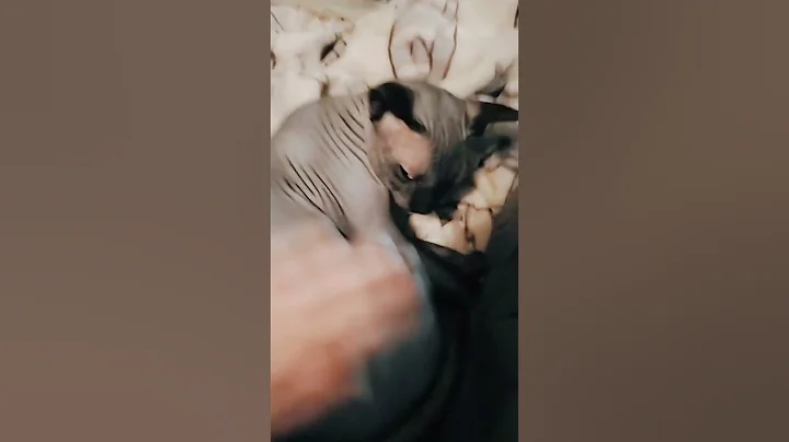 Watch the video about Petting the sleeper #cat #cats #catshorts #sphynx #sphynxcats #silly