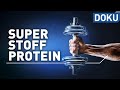 Superstoff Protein – macht Eiweiß schlank und fit? | alles wissen | doku