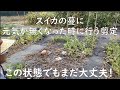スイカ#10蔓に元気が無くなった!諦める前に行ってみて下さい!【更新剪定】2022年8月12日