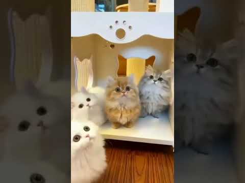 Fanny kittens #cat #kitten #cutecat #приколы #кот #кошка #shorts