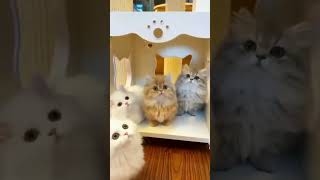 Fanny kittens #cat #kitten #cutecat #приколы #кот #кошка #shorts