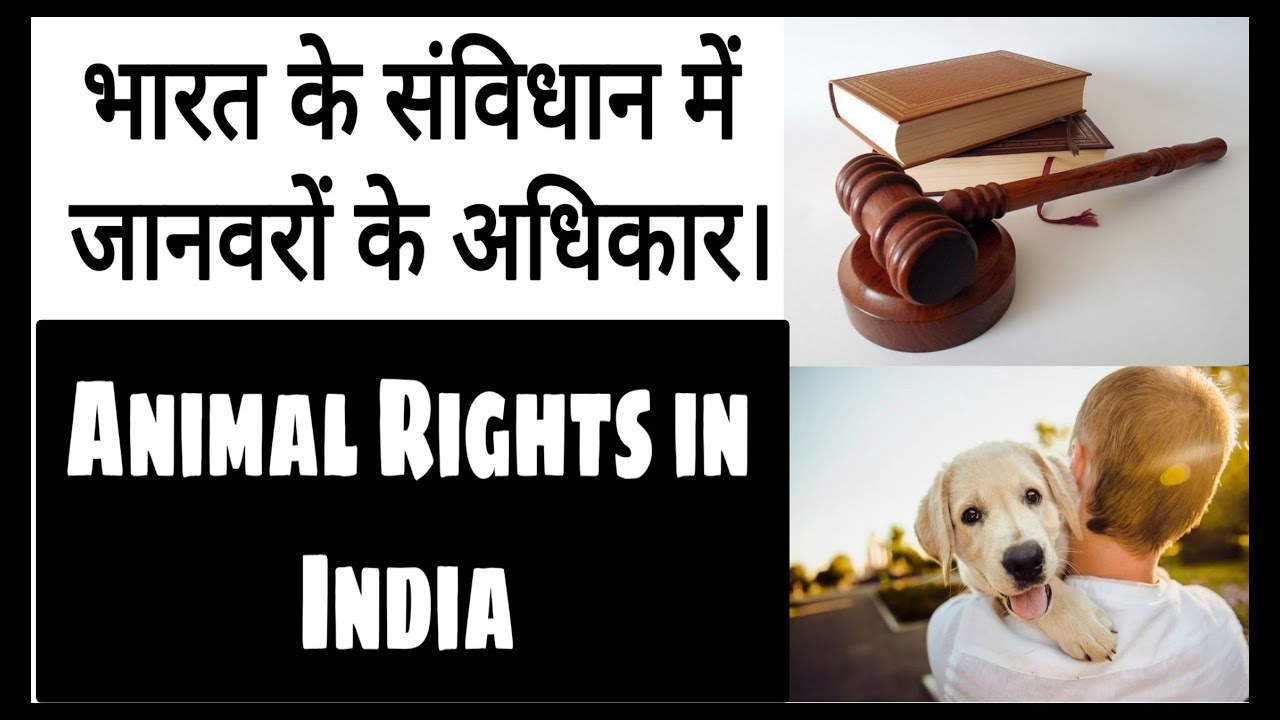 Animal rights activists in india | Animal protection act | Animal laws in  india in hindi | #Hindi - YouTube