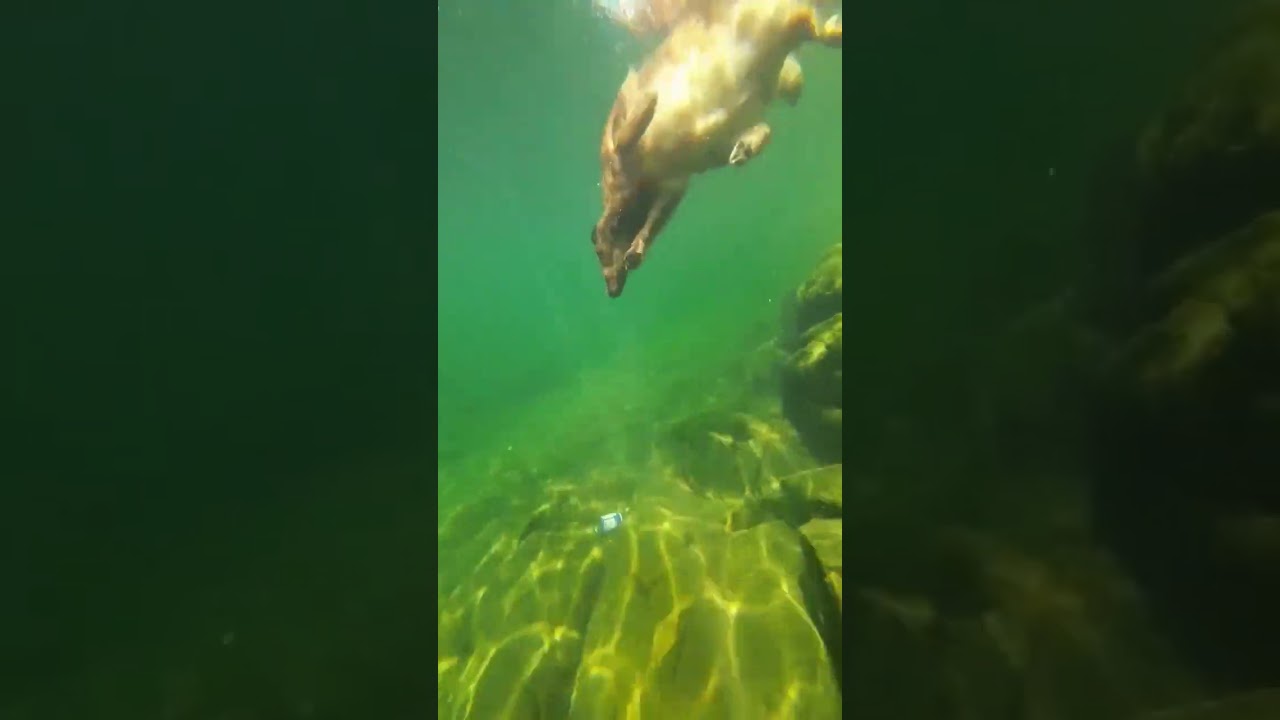 Golden Retriever Diving: Witness the Splashing Joy of a Water-loving Breed