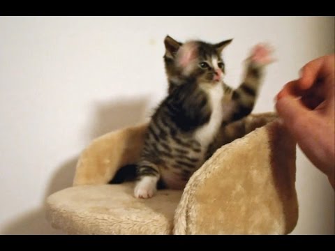 Crazy Kitten! - クレイジー子猫!