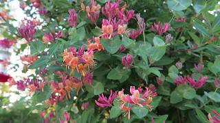 Gold Flame Honeysuckle in the Garden