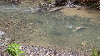 Coho Salmon Spawning in a Small Creek. Russian River watershed, CA. Winter 2024.